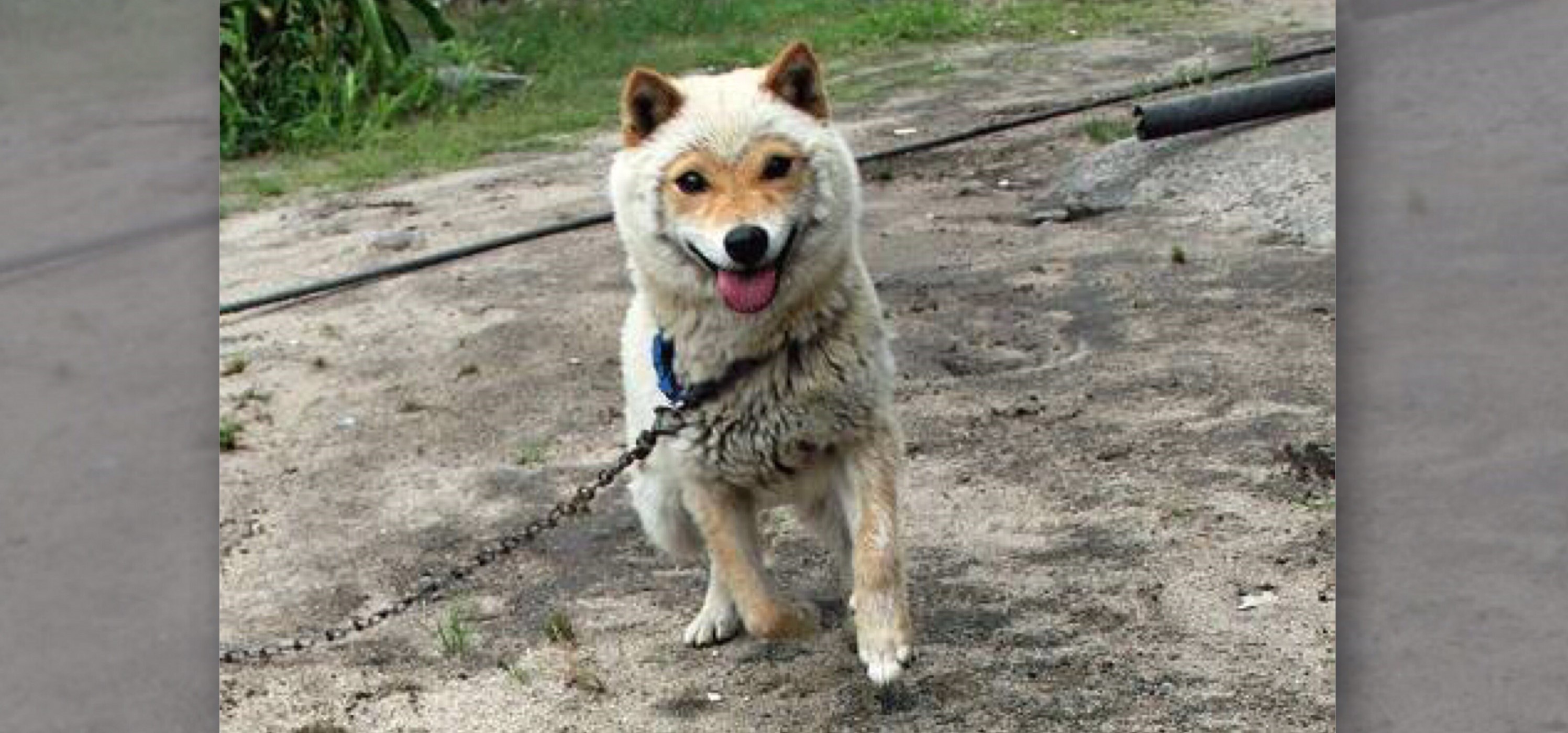 遠看以為是綿羊!!!超稀有山陰柴犬可愛的綿羊臉....真的讓人完全融化！（影片） - iPetGroup愛寵物