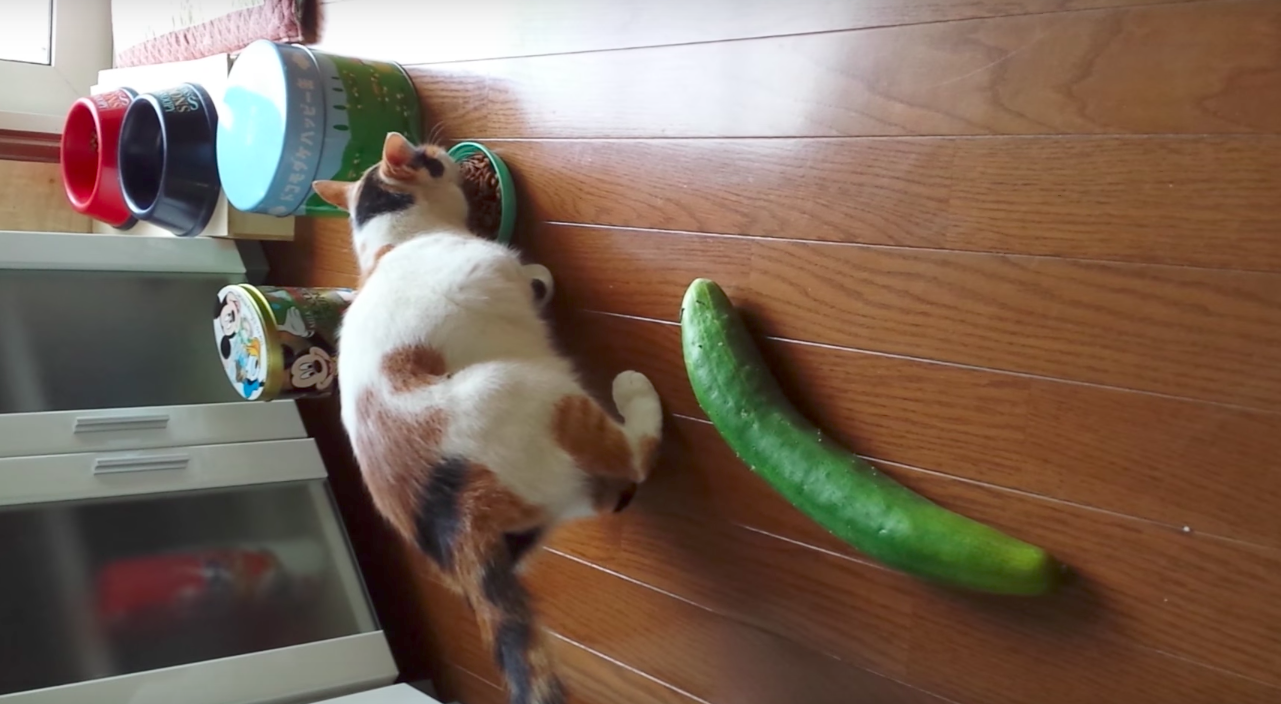 為什麼不要再用小黃瓜嚇貓咪，專家這樣說.... - iPetGroup愛寵物