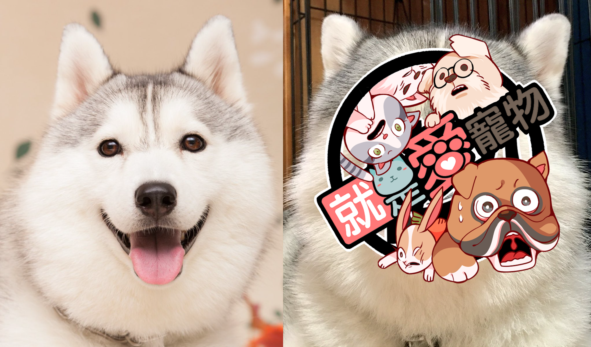 哈士奇小狗躺在-动物摄影HD壁纸预览| 10wallpaper.com, image size:2044x1200